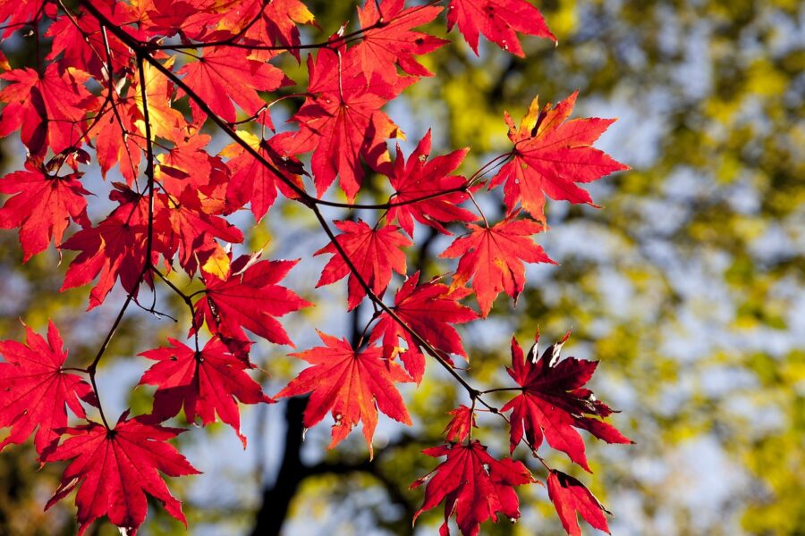 Autumn 2024 Budget Overview for Private Clients