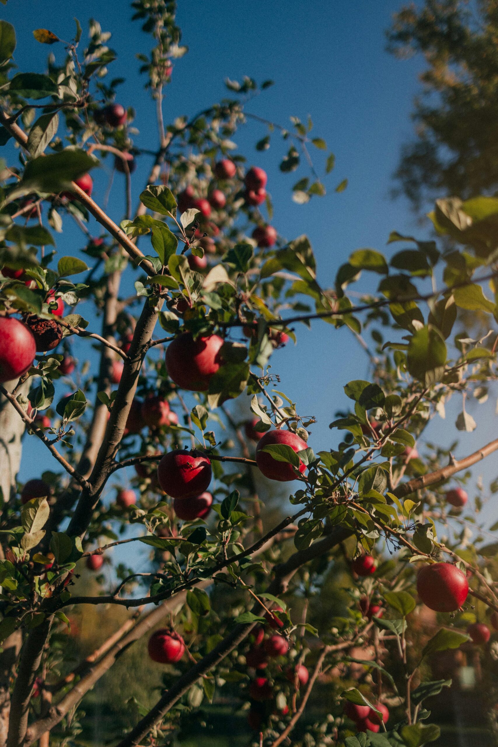 Thatchers Wins Trademark Infringement Case Against Aldi